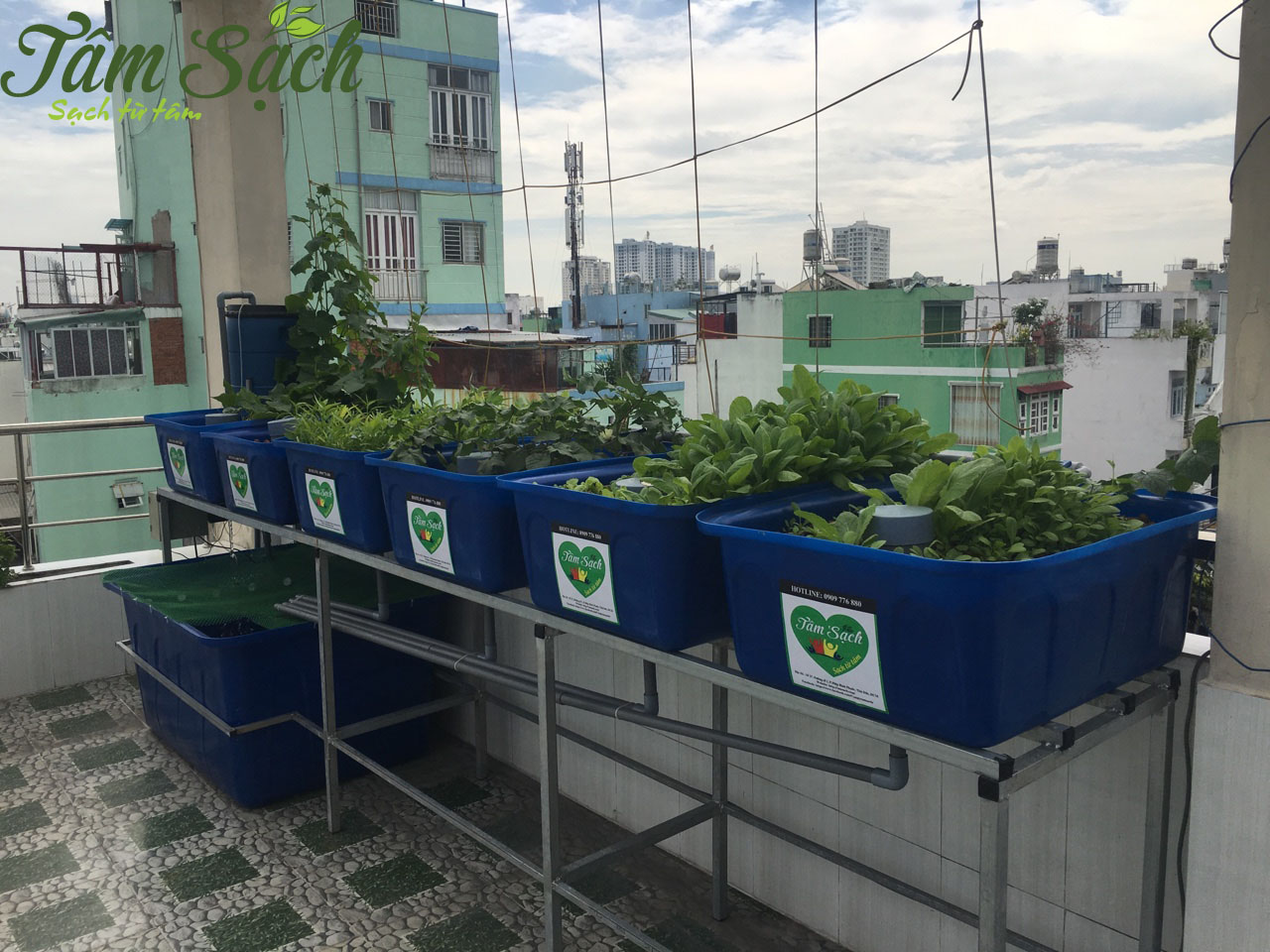 Trồng rau sạch nuôi cá