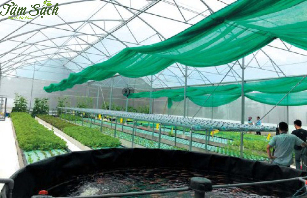 Trồng rau sạch nuôi cá