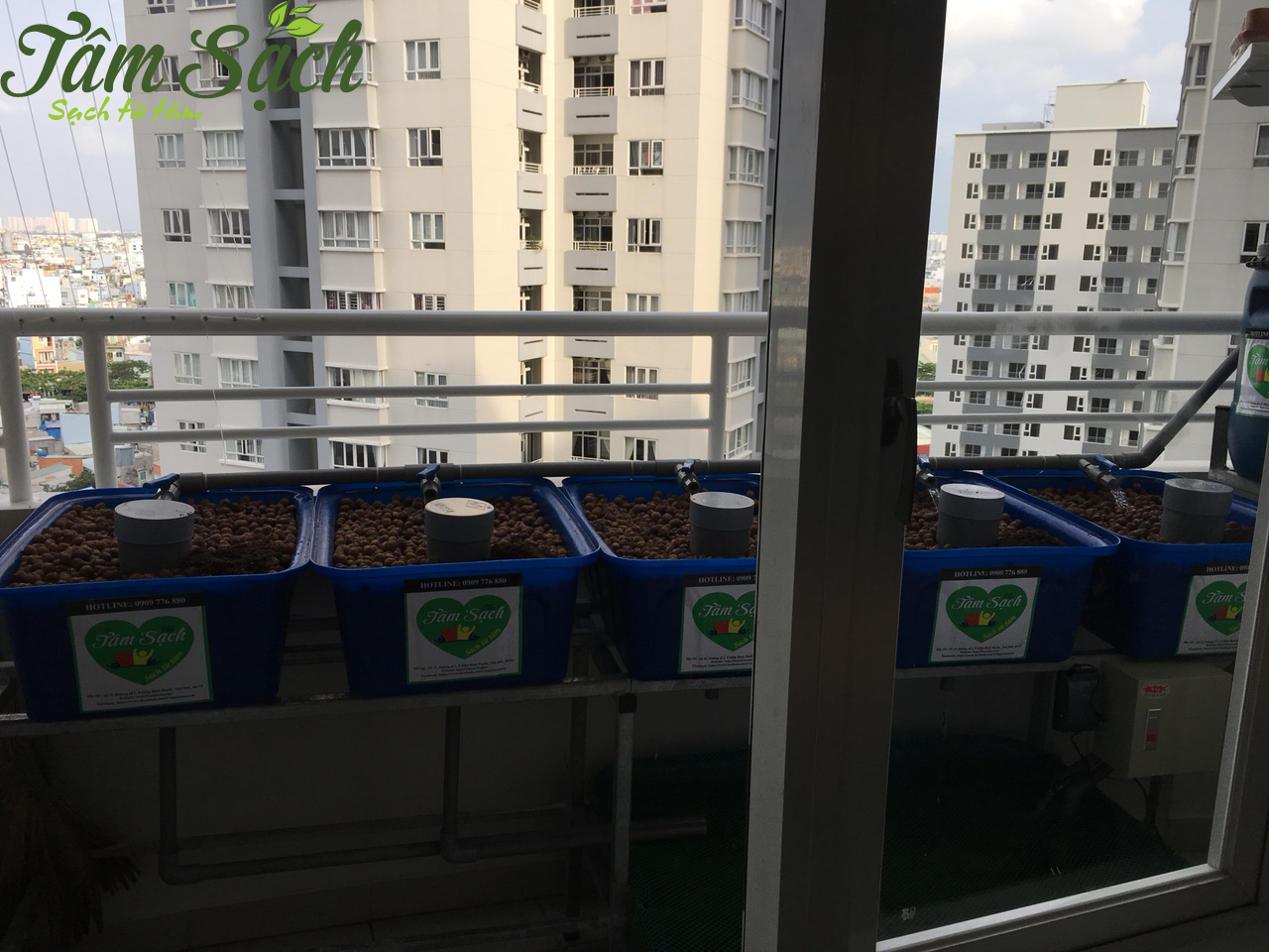 Trồng rau sạch ở ban công