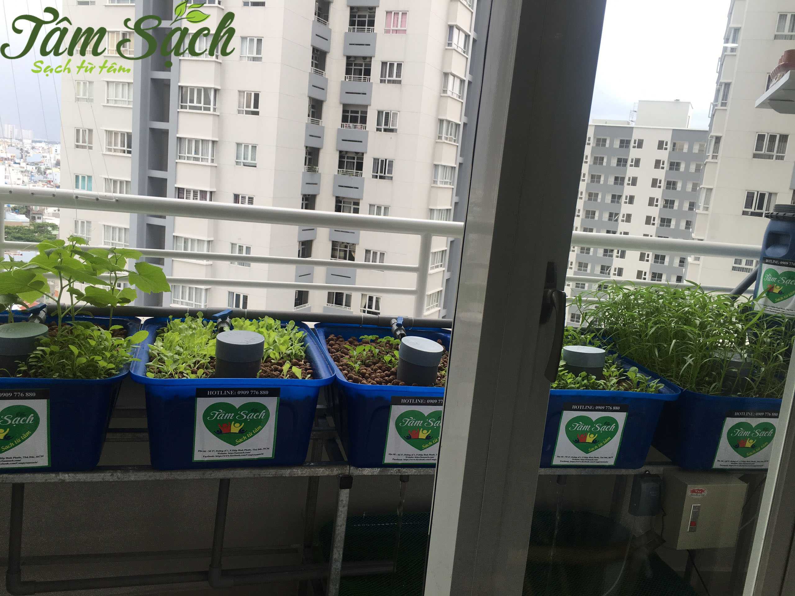 Trồng rau sạch ở ban công