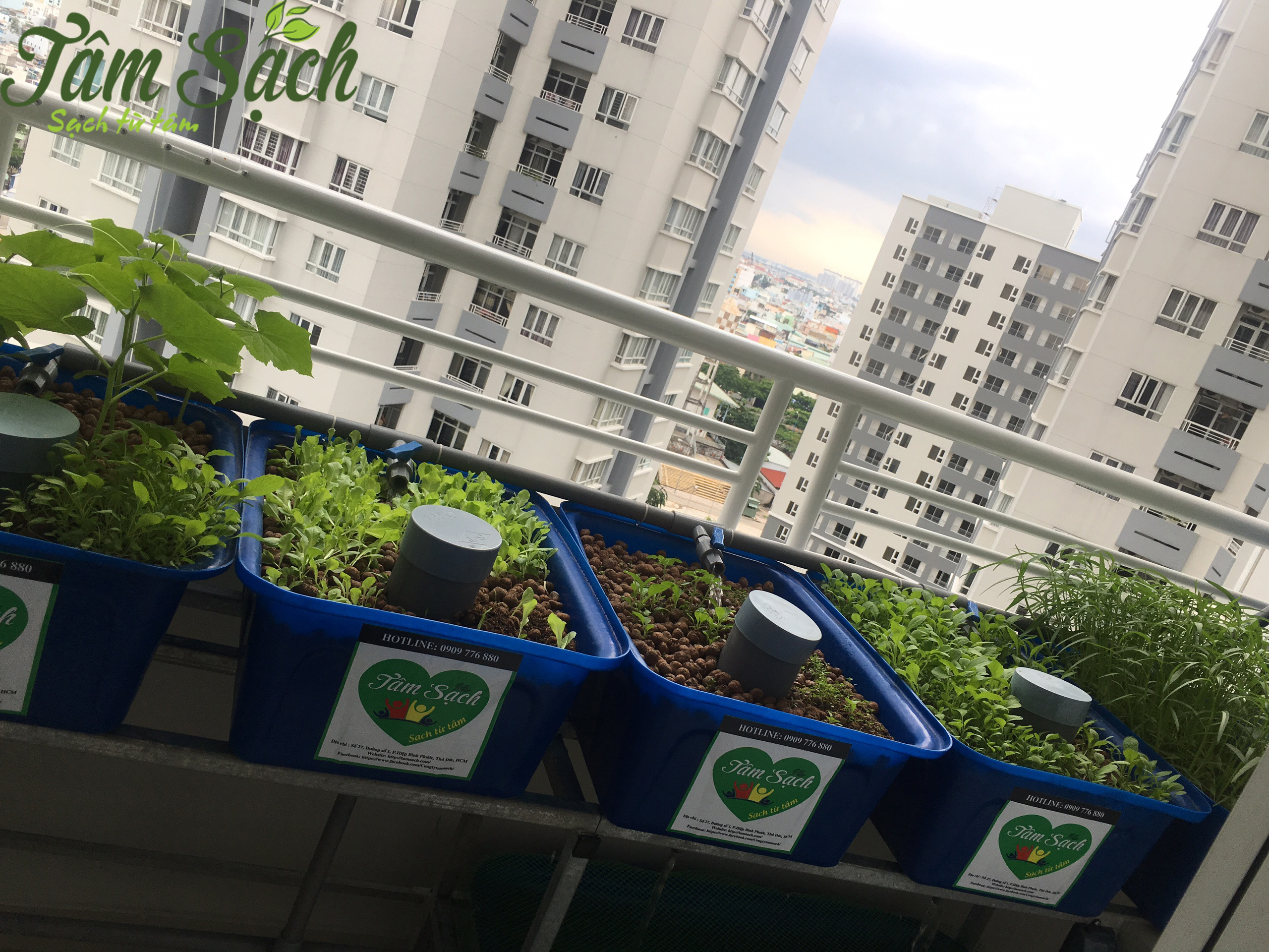 Trồng rau sạch ở ban công