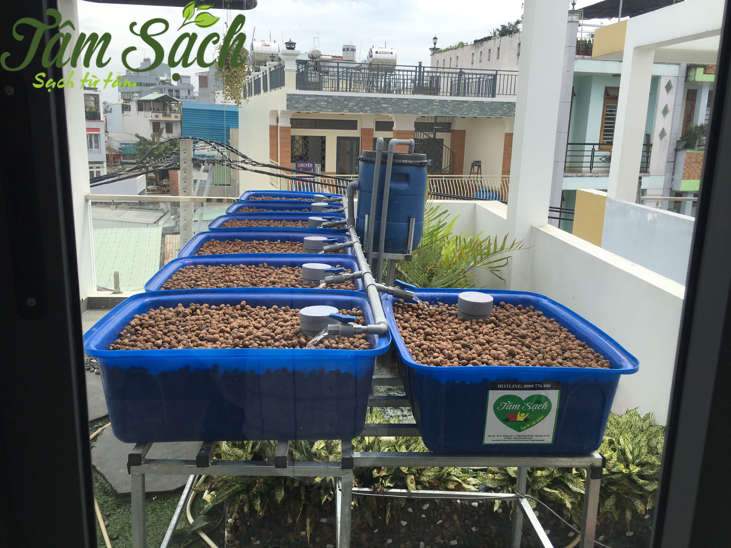 Trồng rau sạch sân thượng