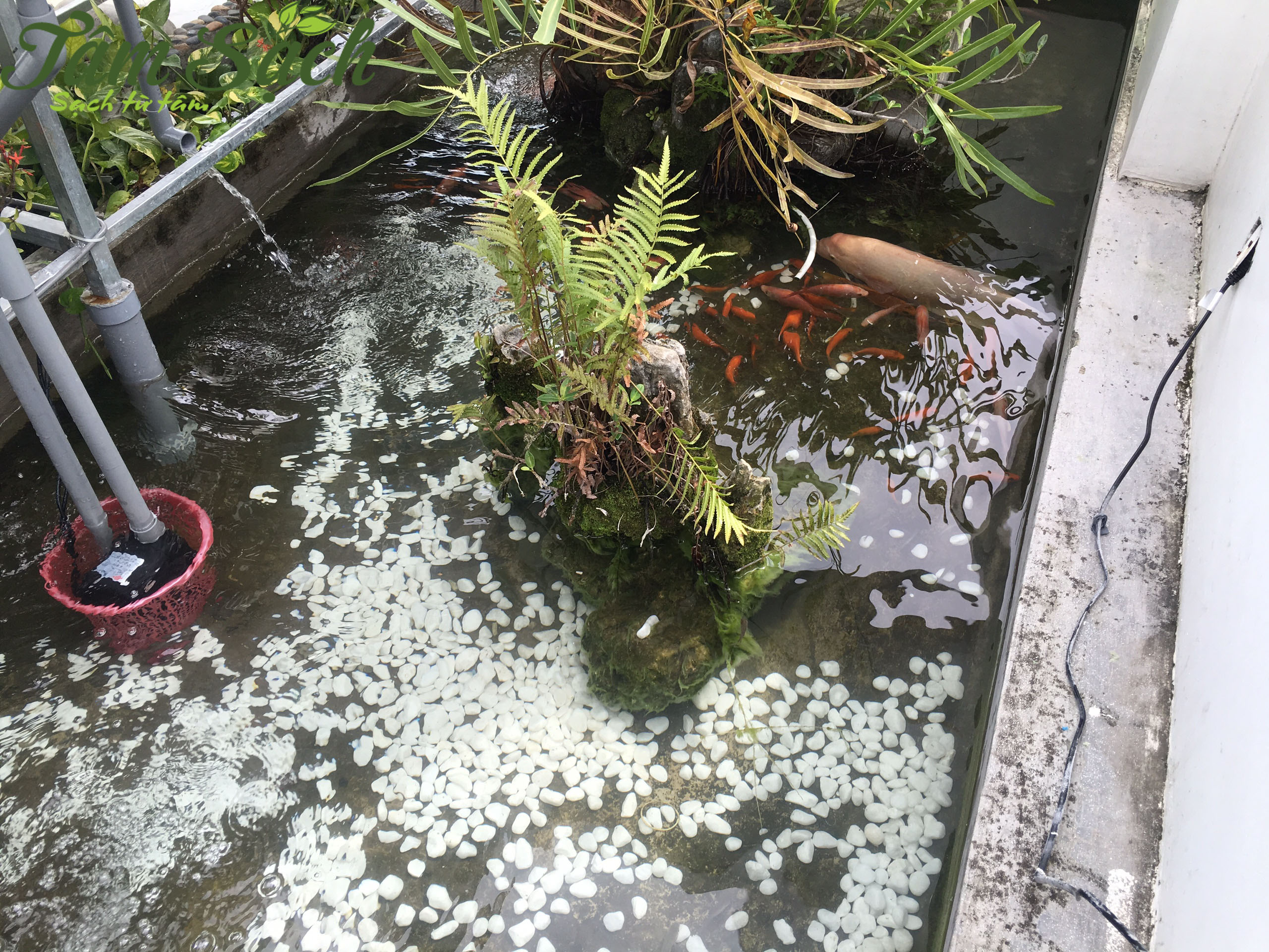 Trồng rau sạch sân thượng