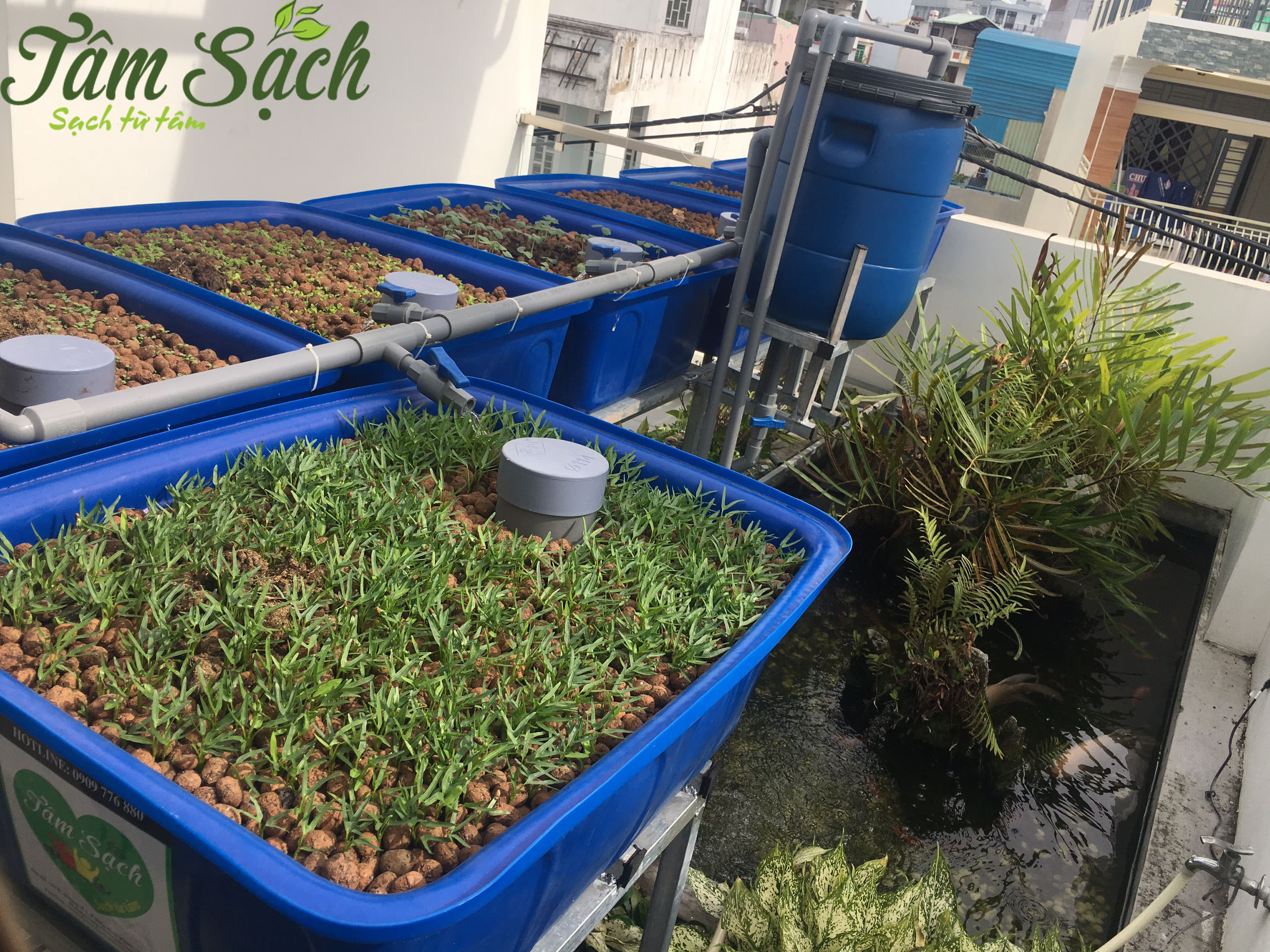 Trồng rau sạch sân thượng