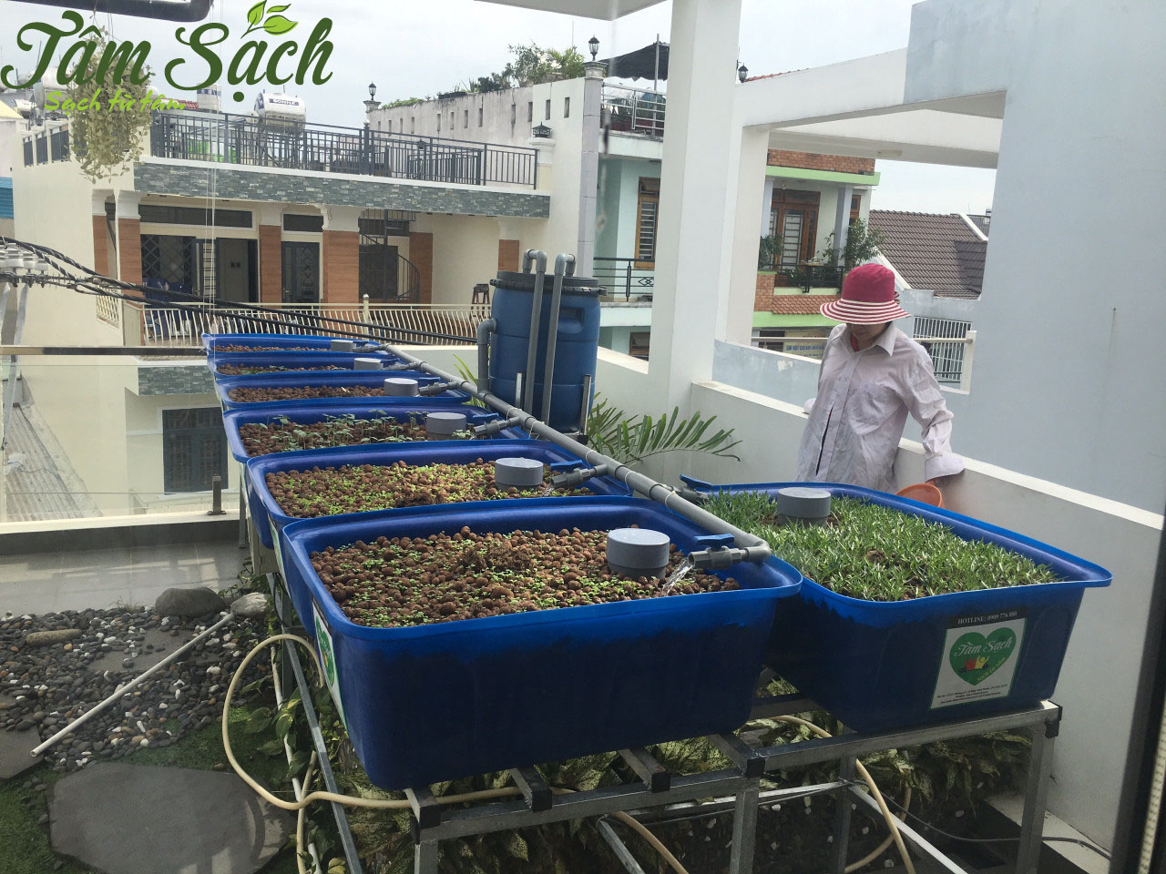 Trồng rau sạch sân thượng
