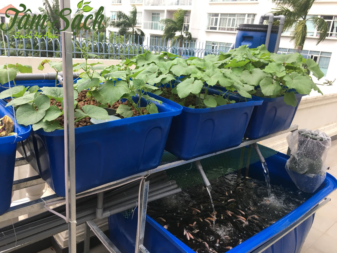 trồng rau sạch tại nhà bằng phương pháp thủy canh 