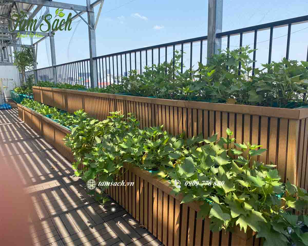 Cần đảm bảo ánh nắng trực tiếp