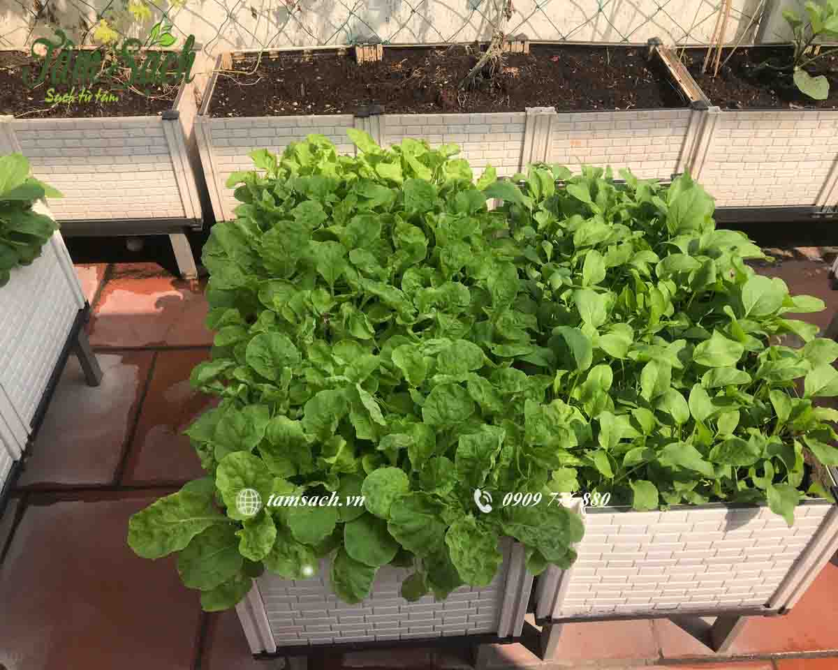 Rau hữu cơ trồng thổ canh