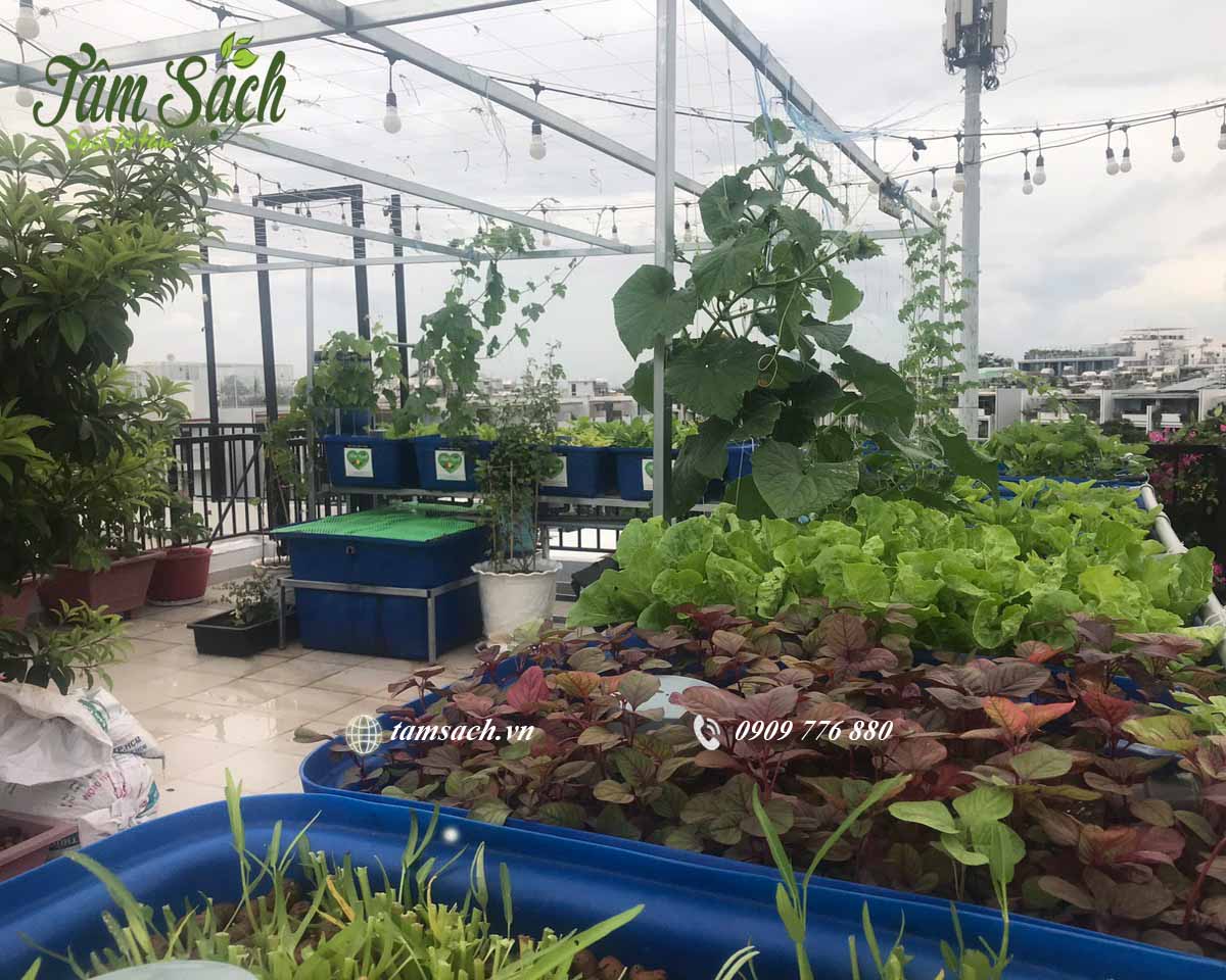 rau sạch aquaponics
