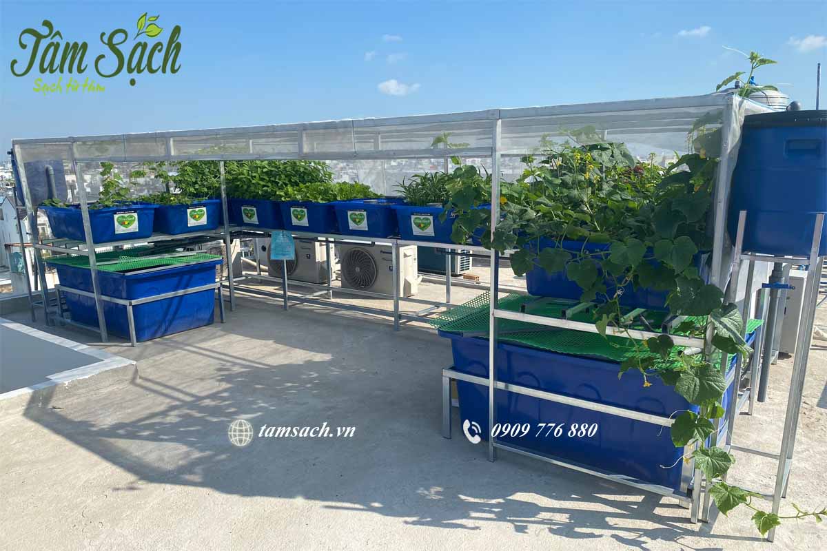 hệ thống aquaponics
