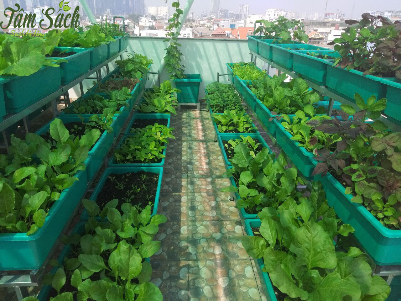 trồng rau sạch tại nhà phố