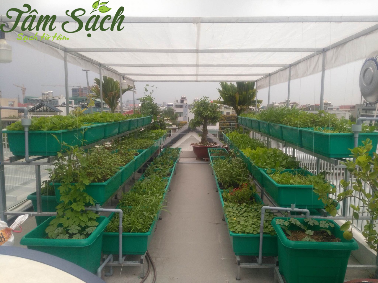 trồng rau sạch tại nhà phố