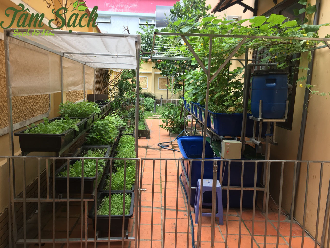 Trồng rau sạch tại vườn nhà