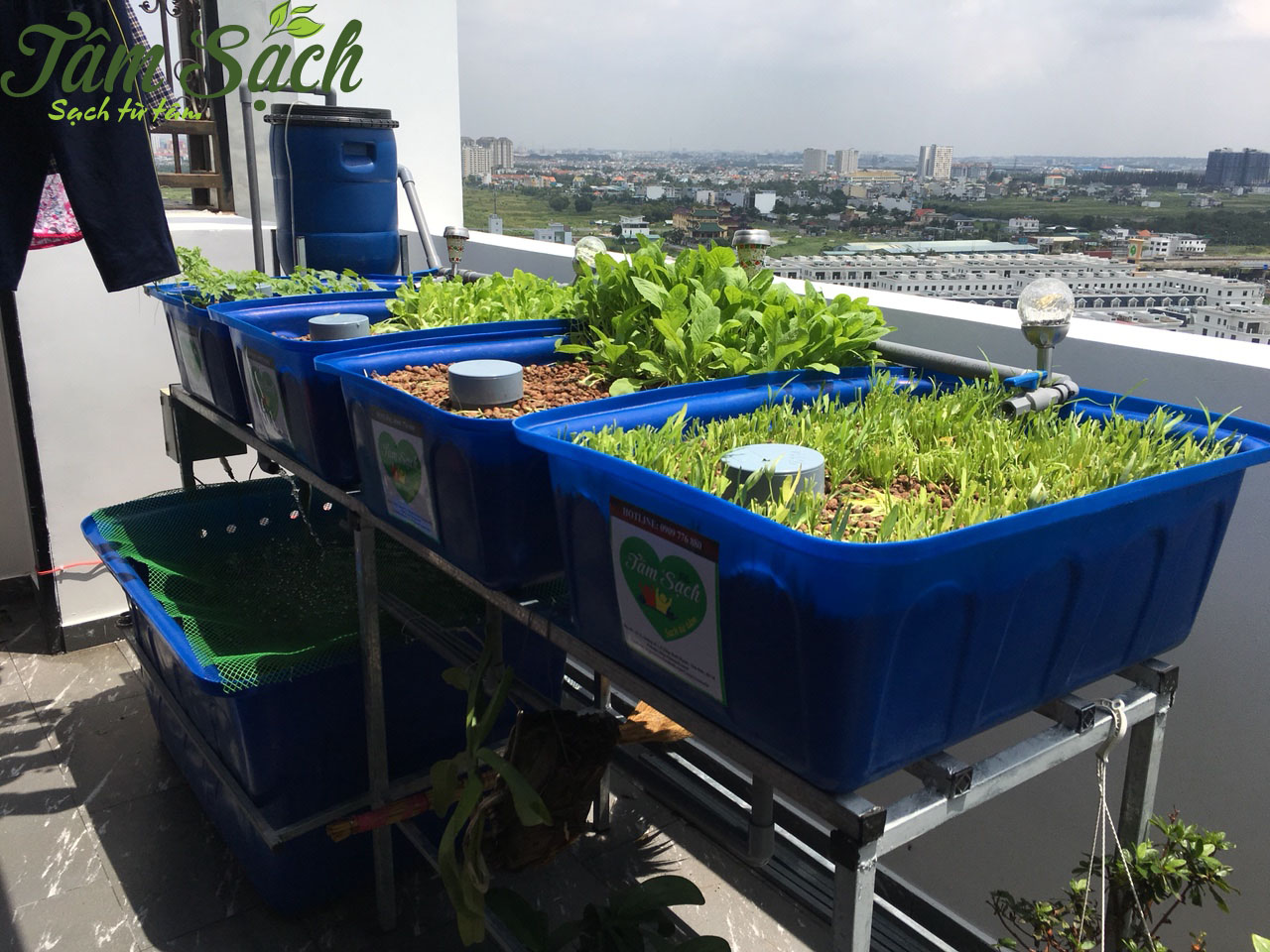 Trồng rau sạch trên ban công