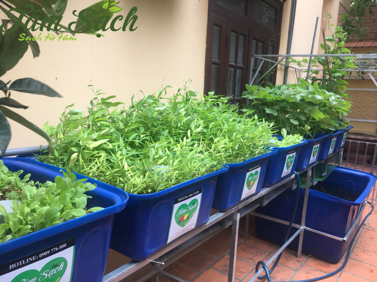 Trồng rau sạch trên ban công