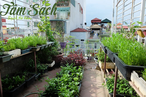 Trồng rau sạch trên sân thượng