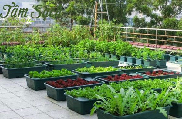 Trồng rau sạch trên sân thượng