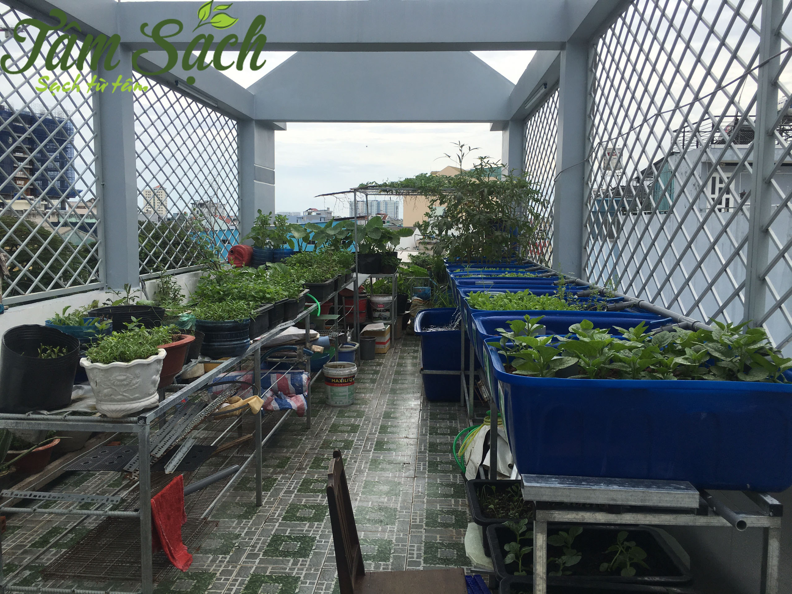 Tư vấn trồng rau sạch tại nhà tphcm