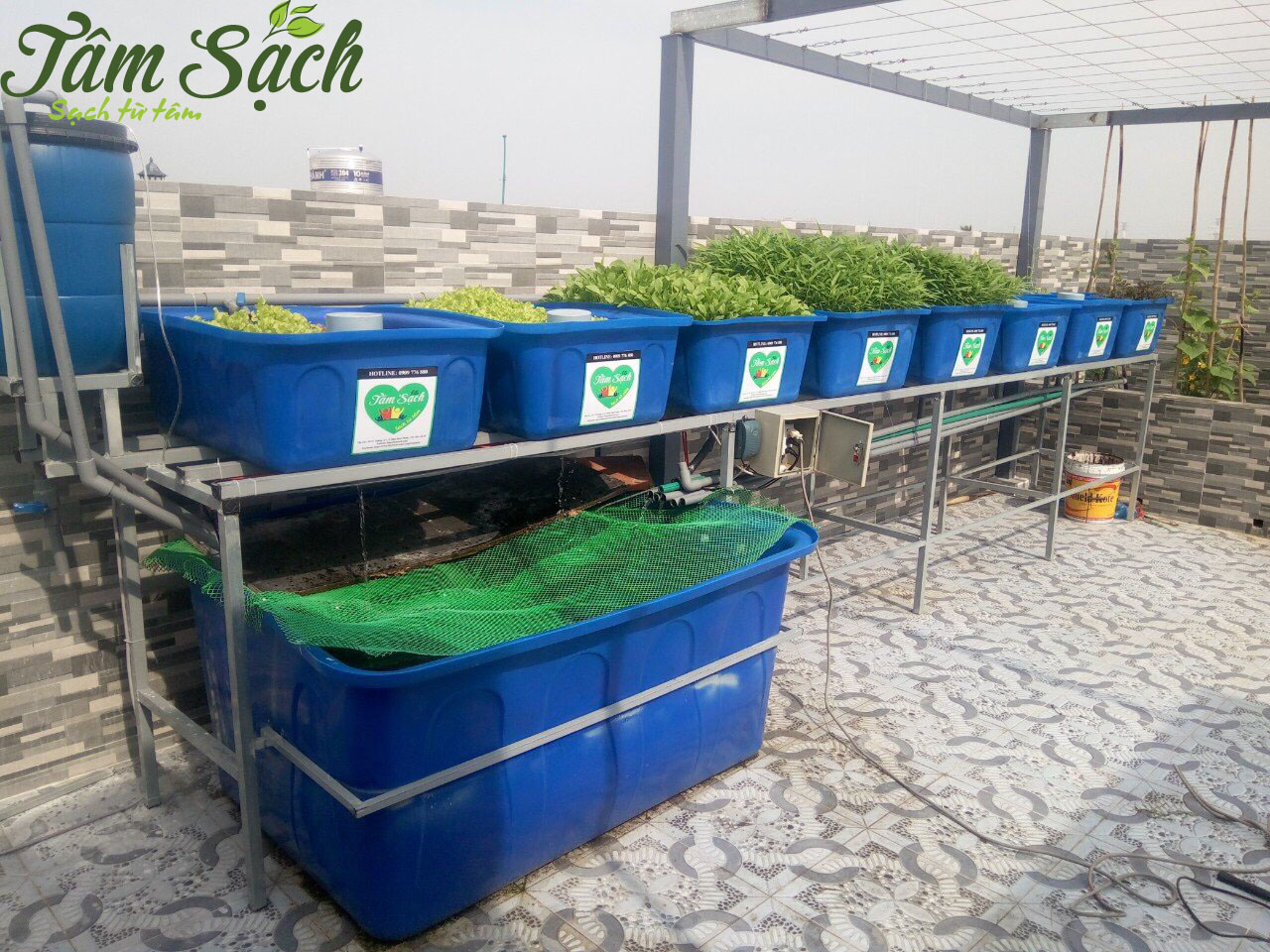 Tư vấn trồng rau sạch tại nhà tphcm