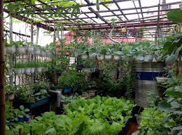 Vườn rau sạch gia đình