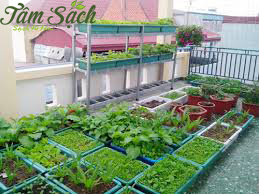 Vườn rau sạch gia đình