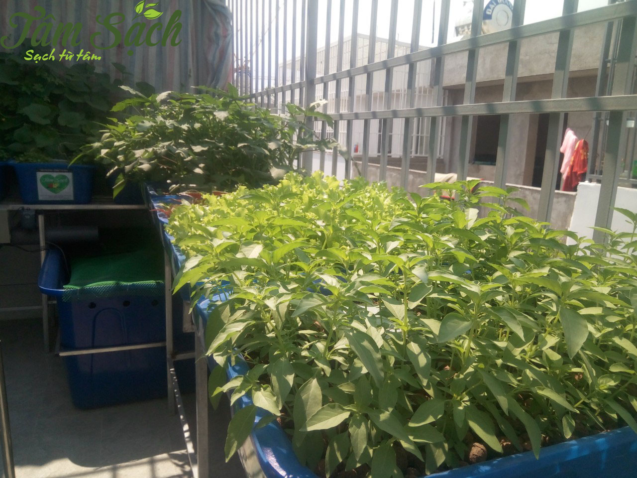 Vườn rau sạch sân thượng