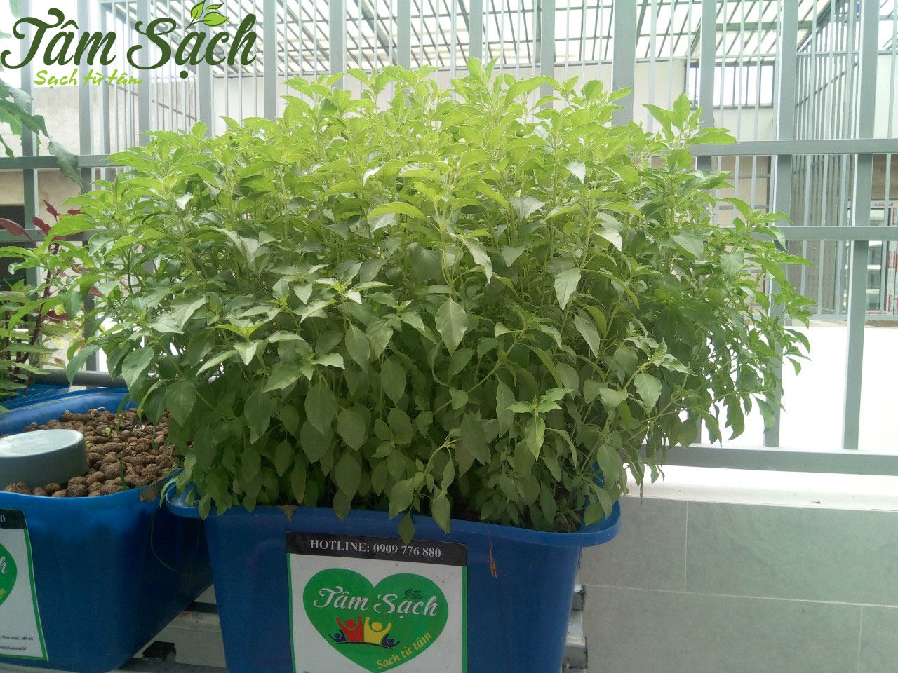 Vườn rau sạch sân thượng