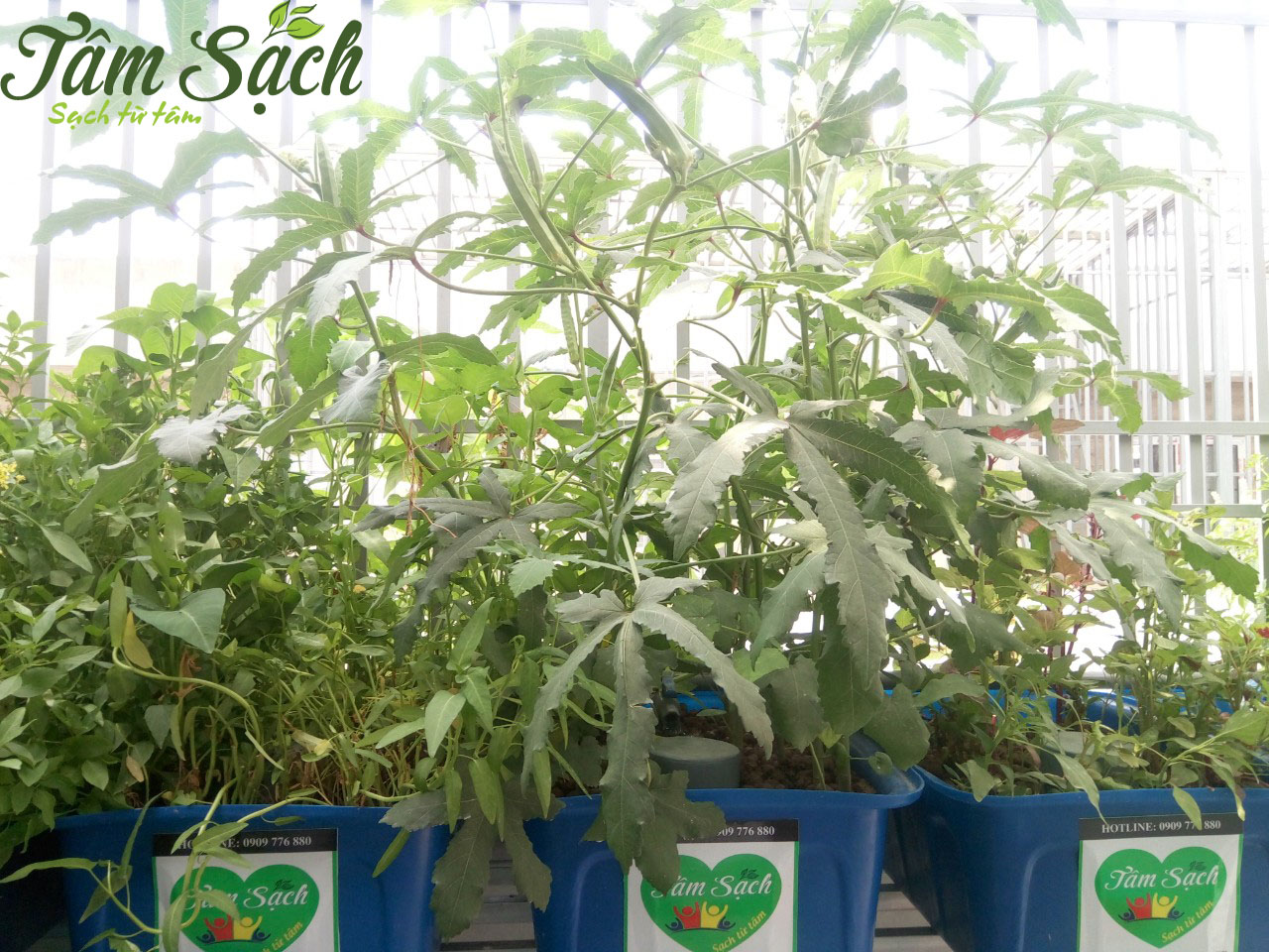 Vườn rau sạch sân thượng