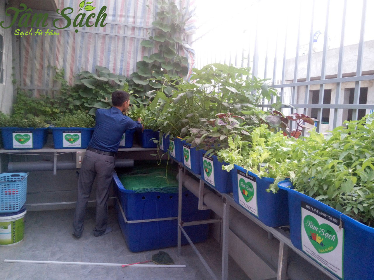 Vườn rau sạch sân thượng