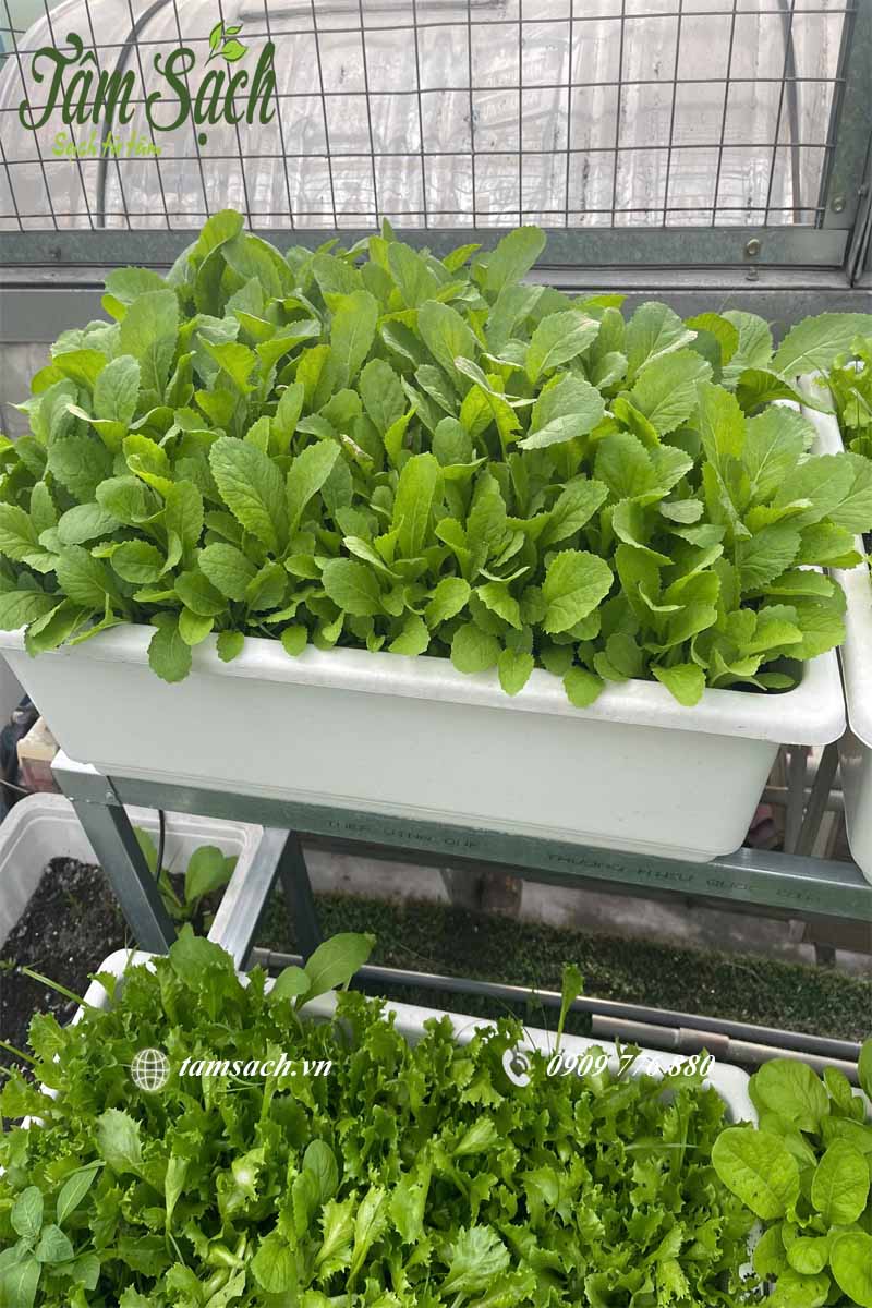 Cận cảnh khay rau phát triển xanh tốt
