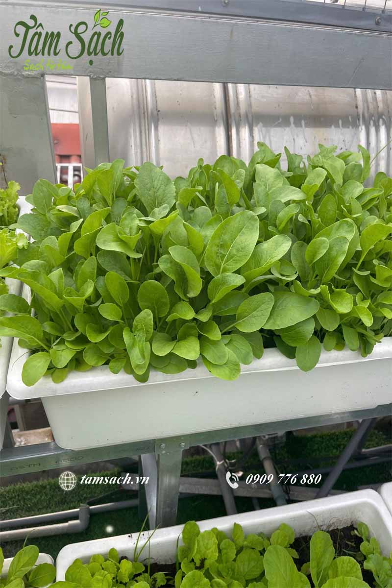 Cận cảnh khay rau phát triển xanh tốt