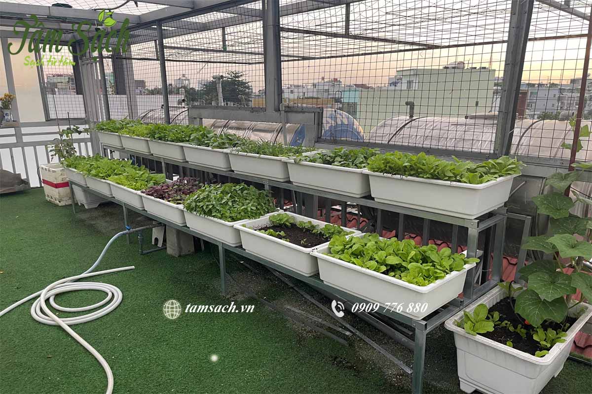 Rau sạch phát triển đồng đều, lá xanh mướt và khỏe mạnh.