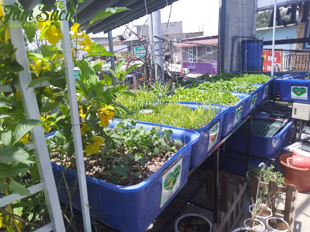 Vườn rau tại nhà