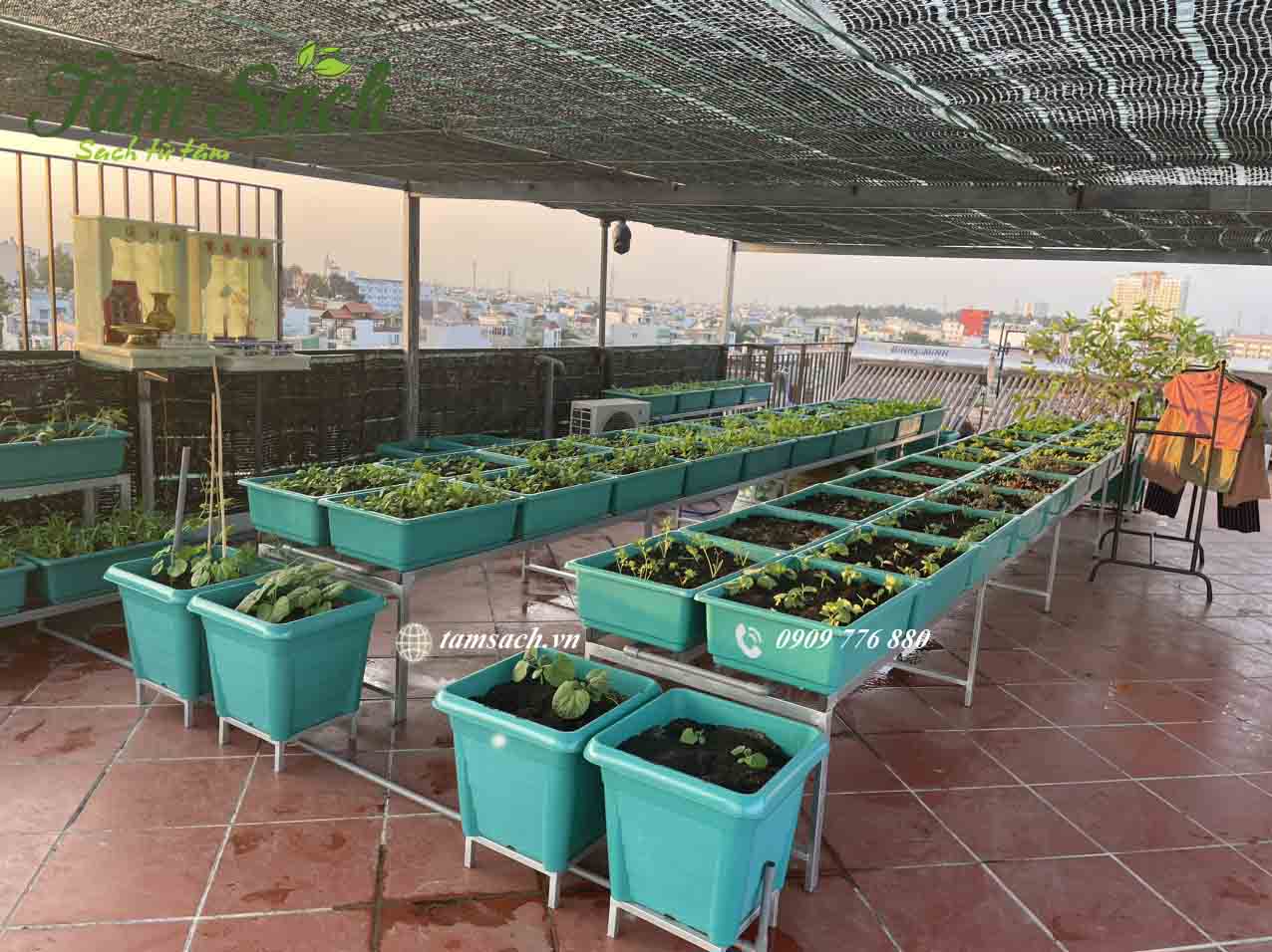 Rau đang phát triển xanh tốt chỉ sau vài ngày trồng.