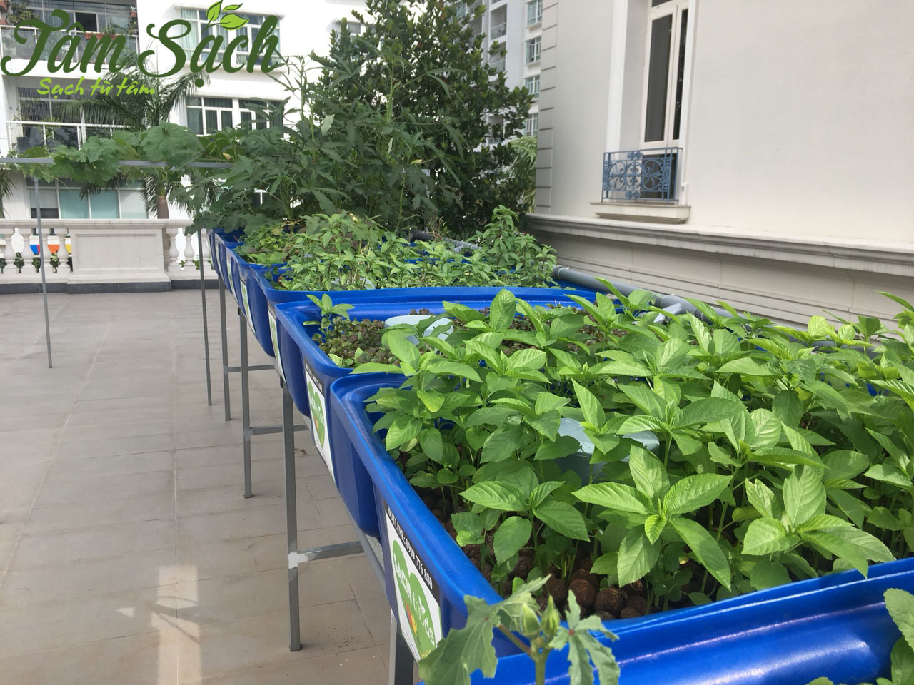 Cách trồng rau sạch tại nhà phố