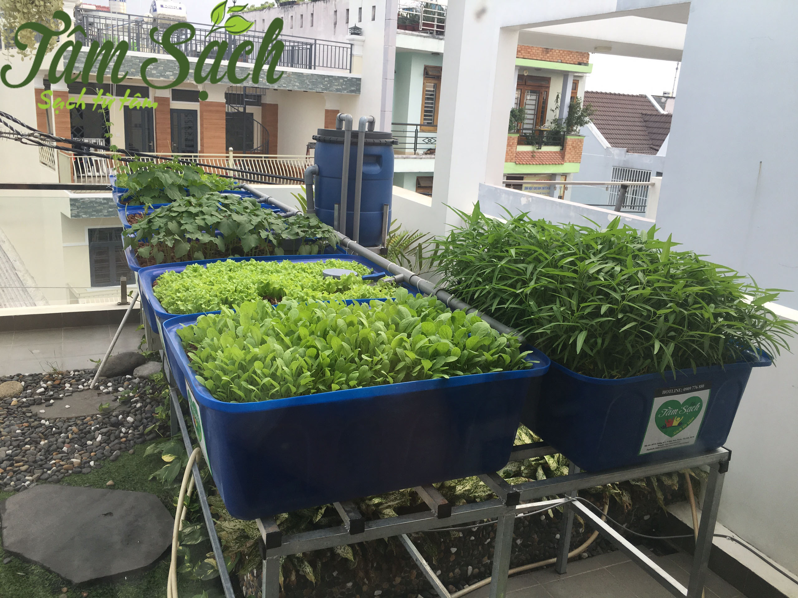 Xu hướng trồng rau sạch tại nhà
