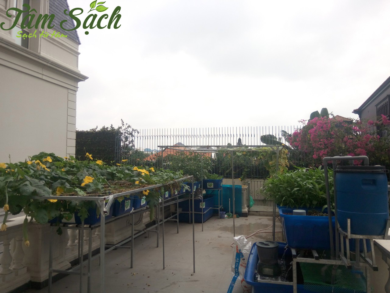 Ý tưởng trồng rau sạch