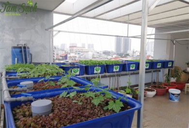 Hệ thống trồng rau nuôi cá Aquaponics nhà Anh Nguyễn - Nguyễn Văn Hưởng- Quận 2