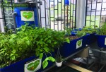 Thiết kế vườn trồng rau sạch trên sân thượng - Đảm bảo năng suất cao